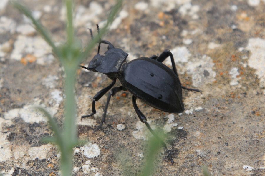 Tenebrionide archeologo